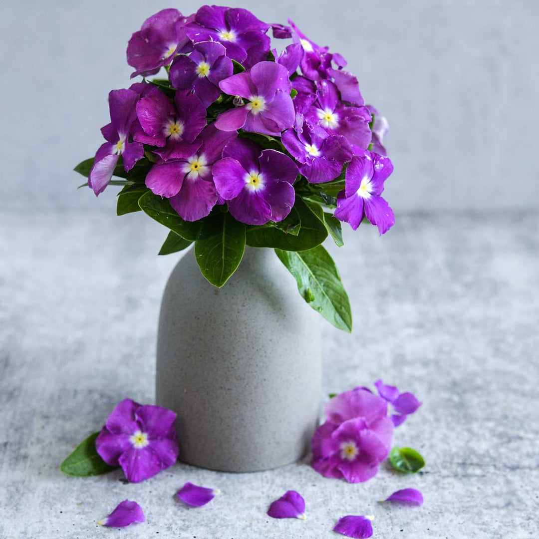 A grey vase full of Vinca, Heatwave Blue with Eye flowers set on a grey background.