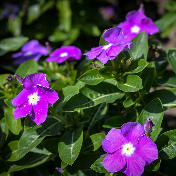 Several Vinca, Heatwave Blue with Eye flowers growing in the field