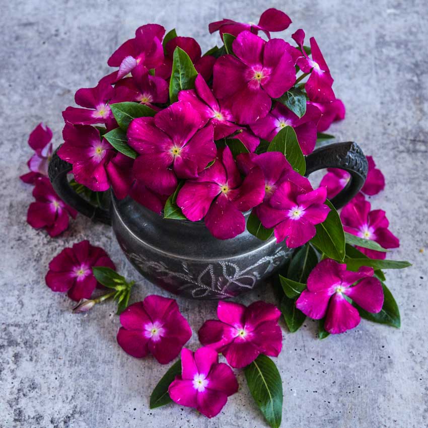 Vinca, Heatwave Raspberry flowers in a stone vase from above.