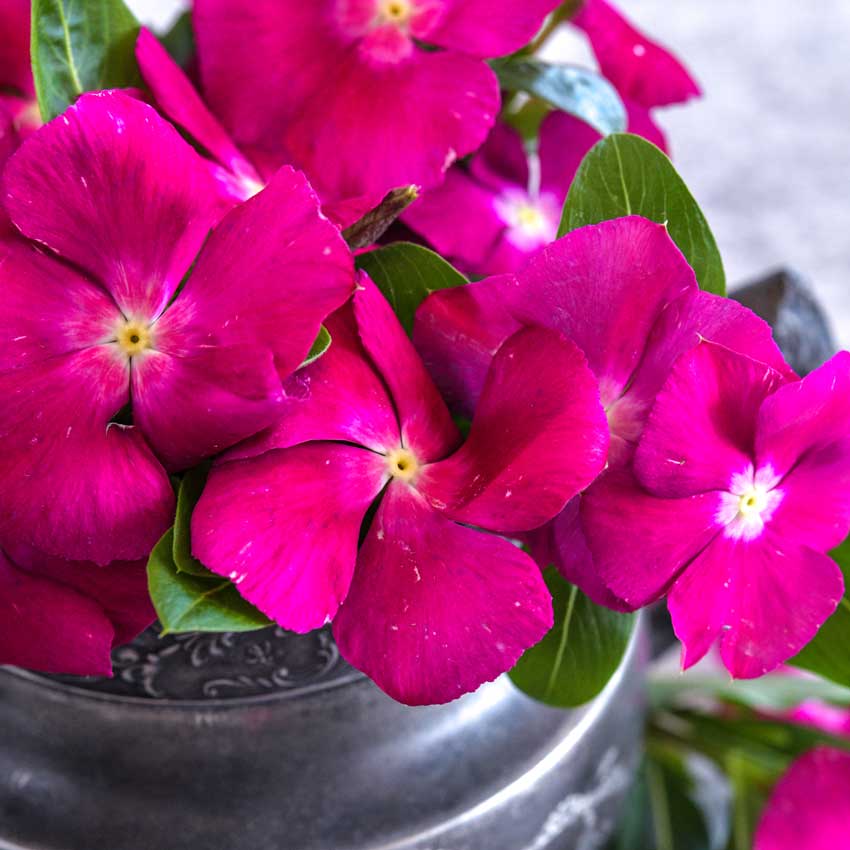 Closeup of Vinca, Heatwave Raspberry flowers in a stone vase.
