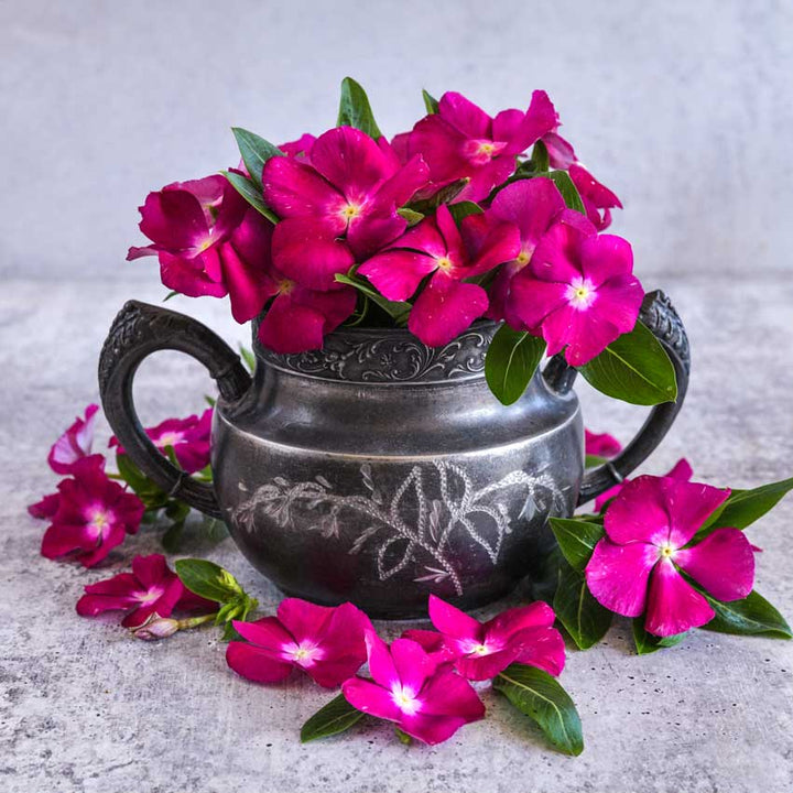 Vinca, Heatwave Raspberry flowers in a stone vase on a white background.