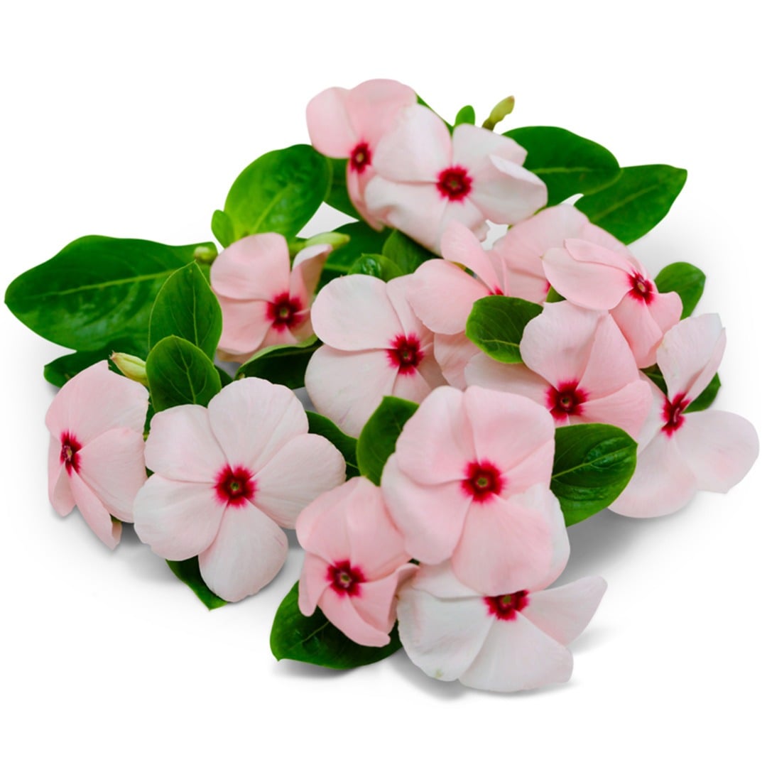 Cluster of Vinca Heatwave Apricot on a white background.