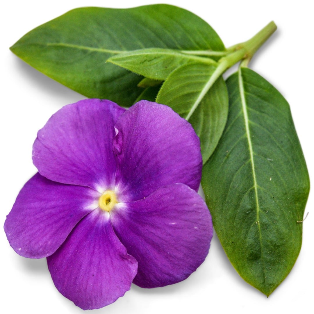 Heatwave Blue with Eye Vinca with foliage surround on a white background.