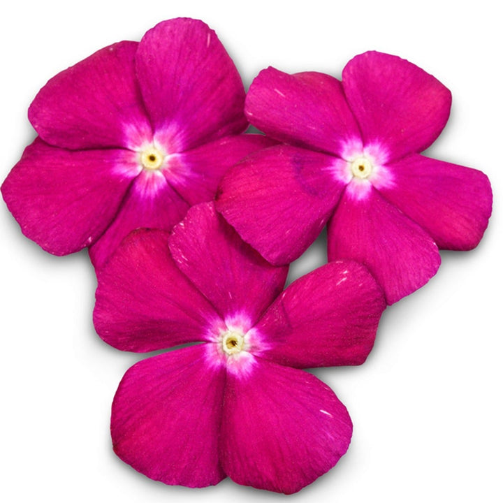 A trio of Heatwave Raspberry Vinca on a white background.