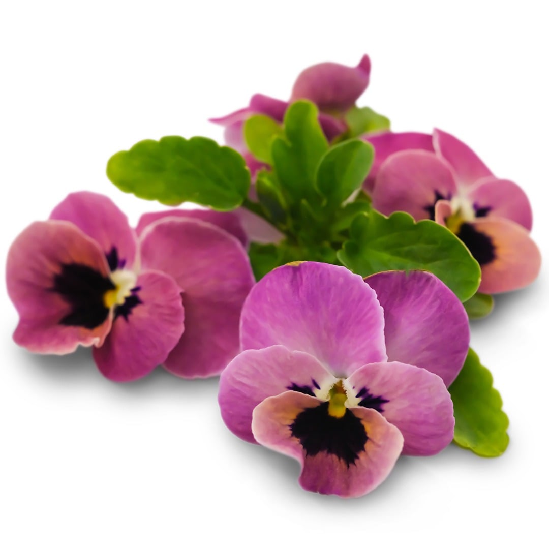 Antique Laeta Viola blooms on a white background.