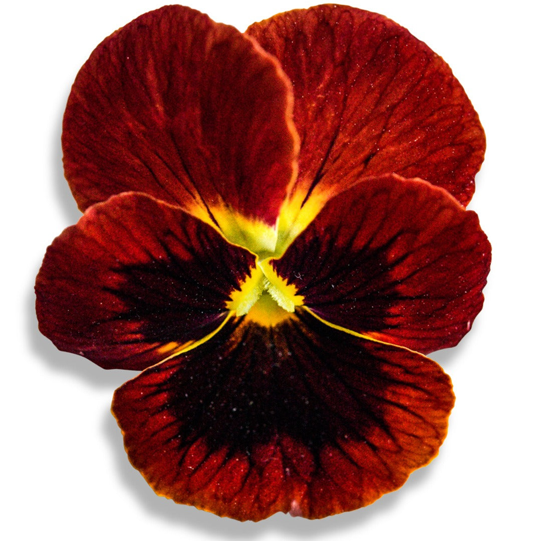 Single Arkwright Ruby Viola bloom on a white background.