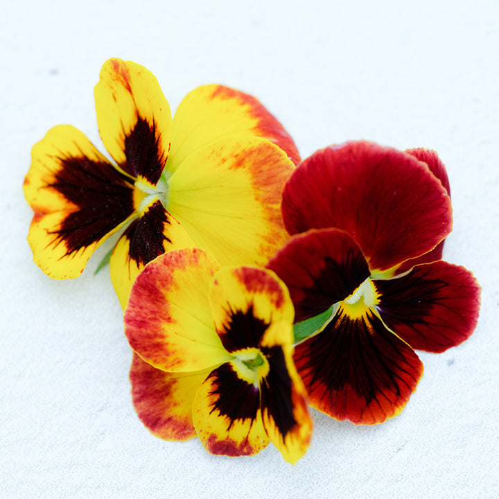 Arkwright Ruby Violas on a white background.