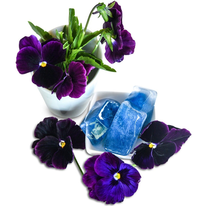 Berna Velvet Blue Pansy Viola blooms on a white background.