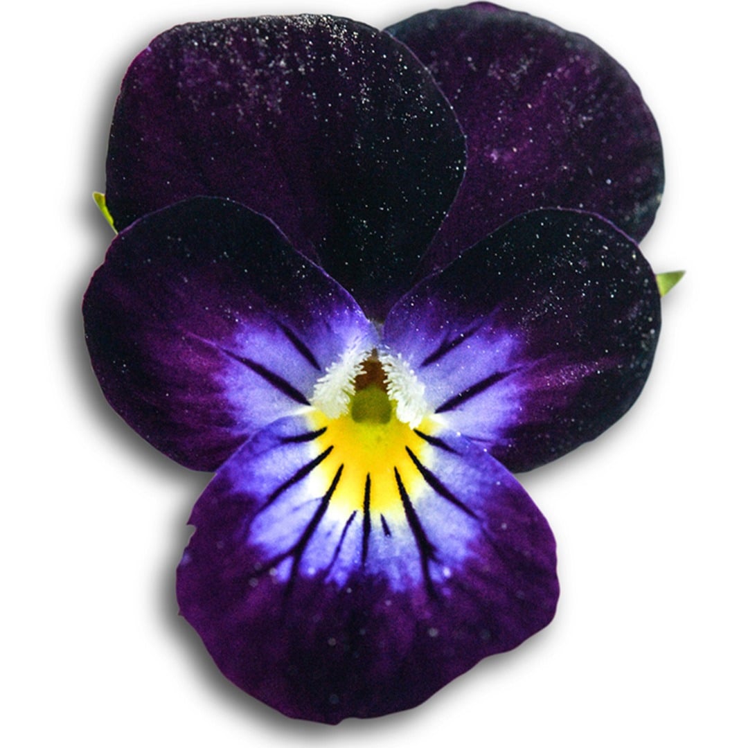 Bowles Black Viola bloom on a white background.