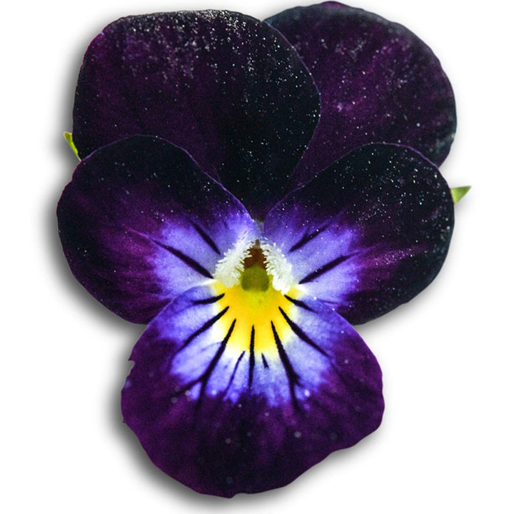Bowles Black Viola bloom on a white background.