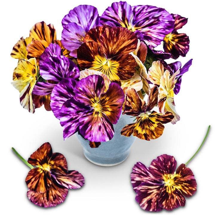Brush Strokes Viola in a blue vase on a white background.