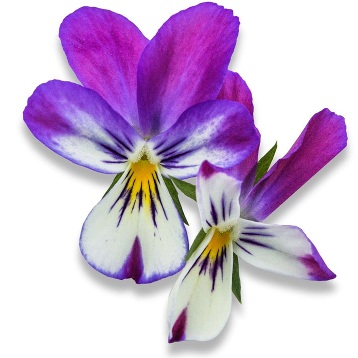 Bunny Ears Viola blooms on a white background.