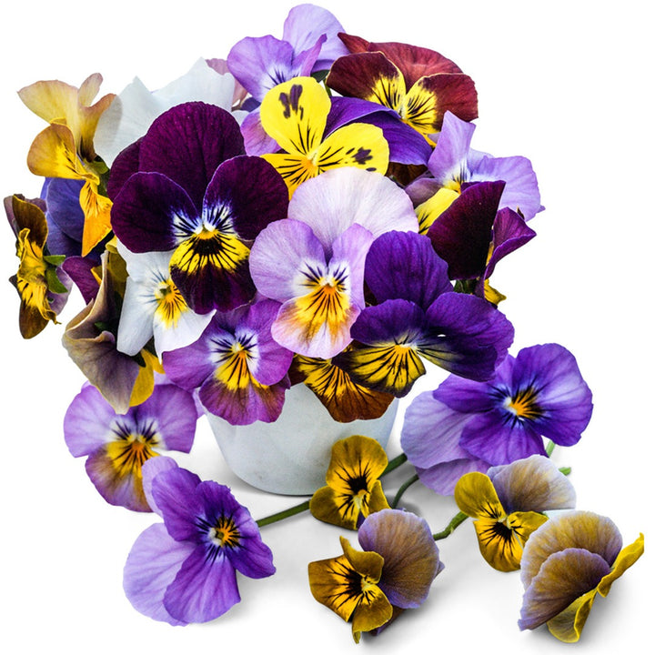 Chicky Chicks Viola blooms on a white background.