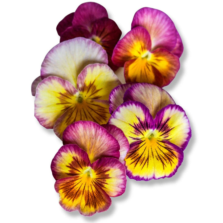 Floral Days Morning Dew Viola blooms on a white background.