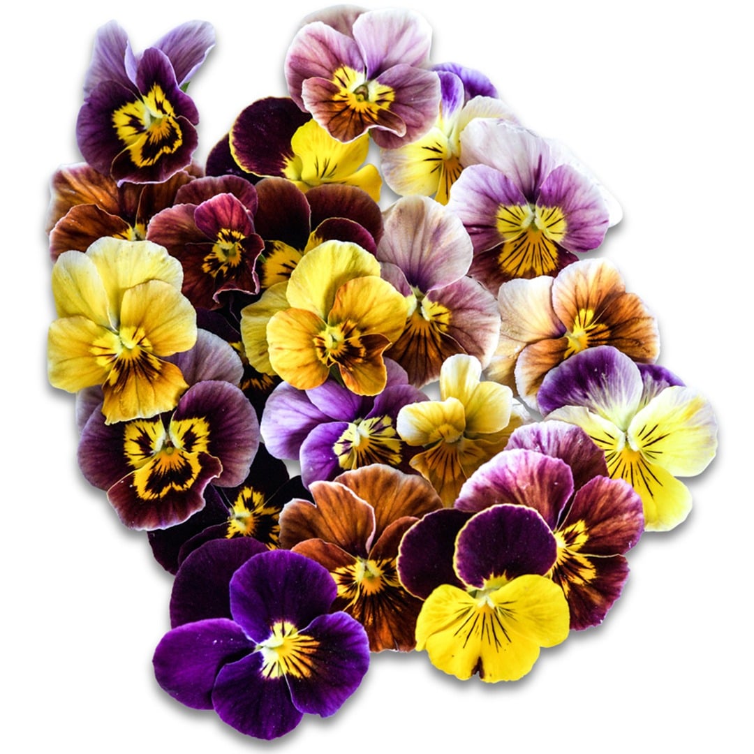 Historic Florist Mix Pansy Viola blooms on a white background.