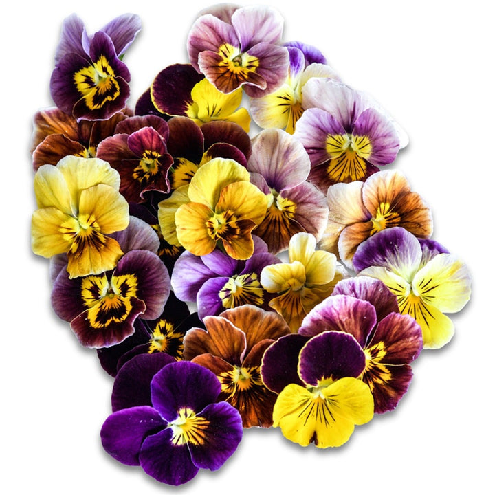 Historic Florist Mix Pansy Viola blooms on a white background.