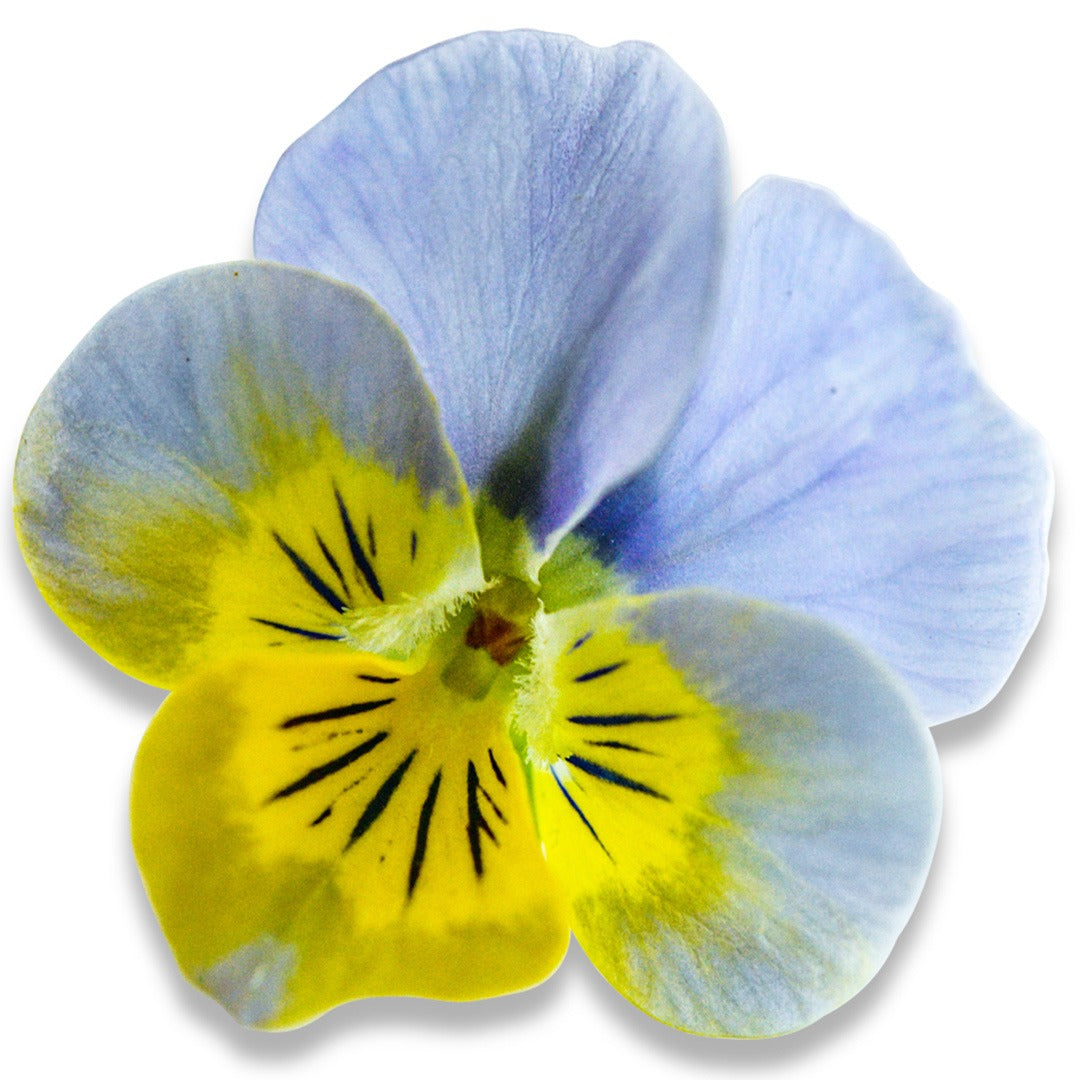 Miniola Heart Aqua Viola bloom on a white background.