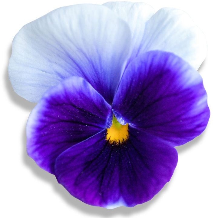 Super Beaconsfield Pansy Viola bloom\ on a white background.
