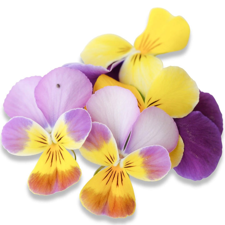Sweeties Viola blooms on a white background.