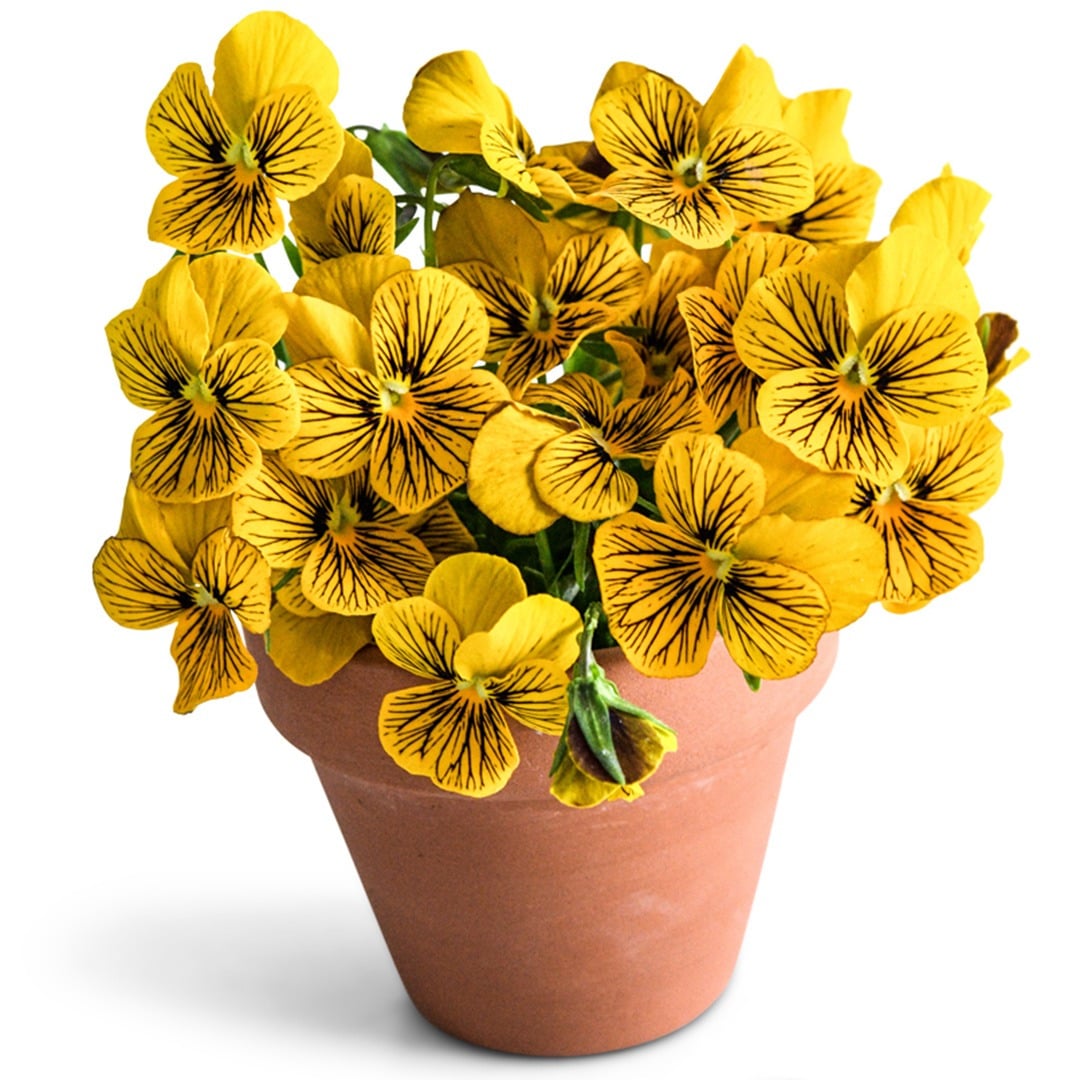 Tiger Laeta Viola in a terracotta pot on a white background.