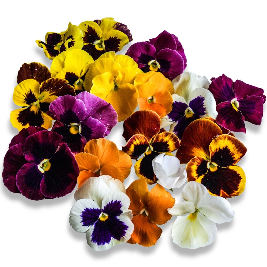Trumpets Mix Pansy Viola blooms on a white background.
