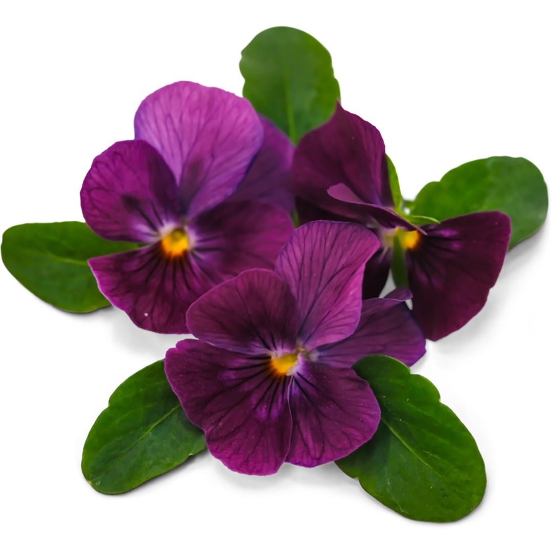 Wine Laeta Viola blooms on a white background.