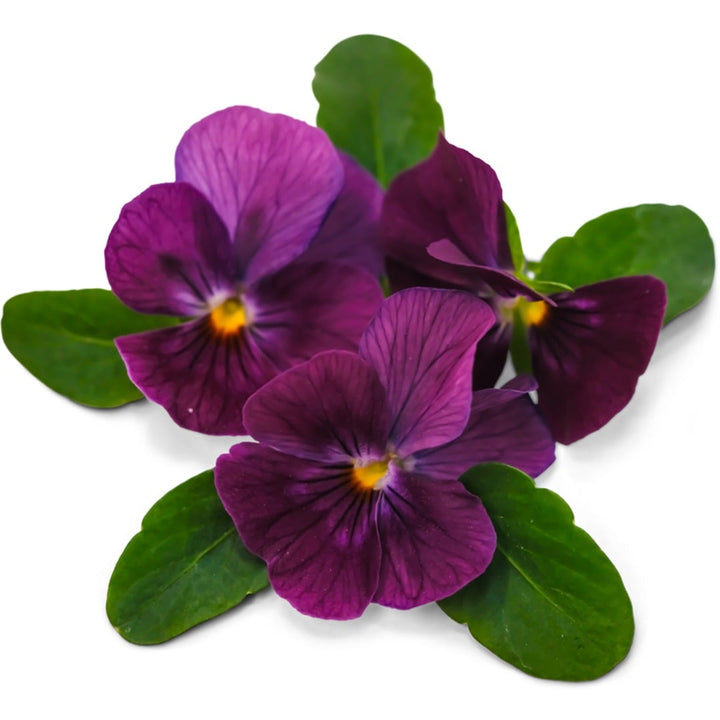 Wine Laeta Viola blooms on a white background.