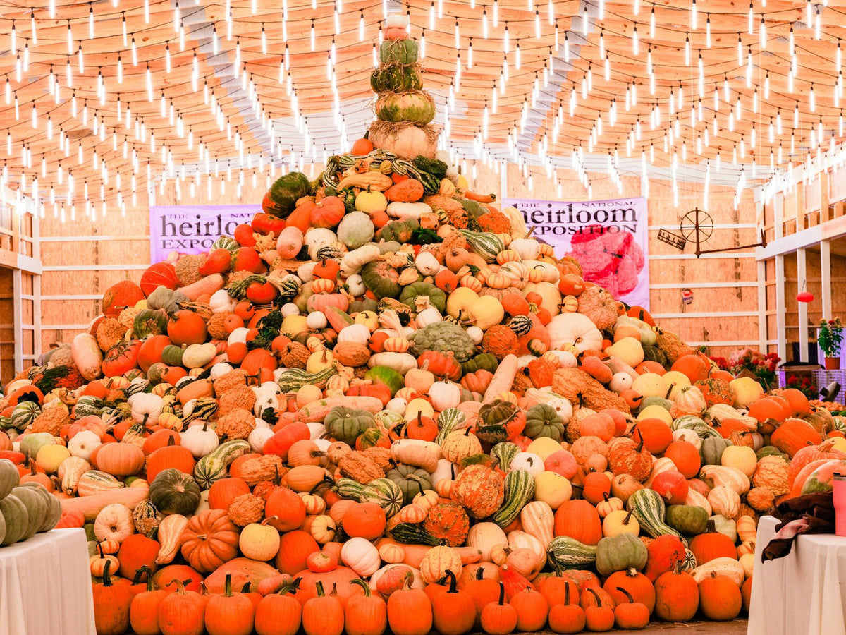 A towering pile of heirloom pumpkins and squash under strings of lights at the National Heirloom Exposition