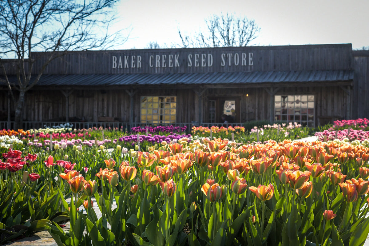 The Baker Creek Seed Store in Mansfield, Missouri, with beds of orange, red and purple tulips in bloom in front of it