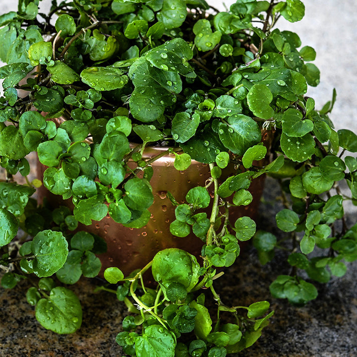 Aqua Large Leaf Watercress plant in a pot covered in water droplets.