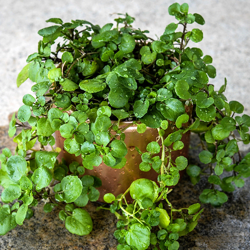 An Aqua Large Leaf Watercress plant in a copper colored pot covered in water droplets.