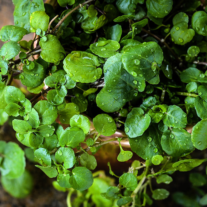 Close-up view of Aqua Large Leaf Watercress leaves with water droplets on the leaves.