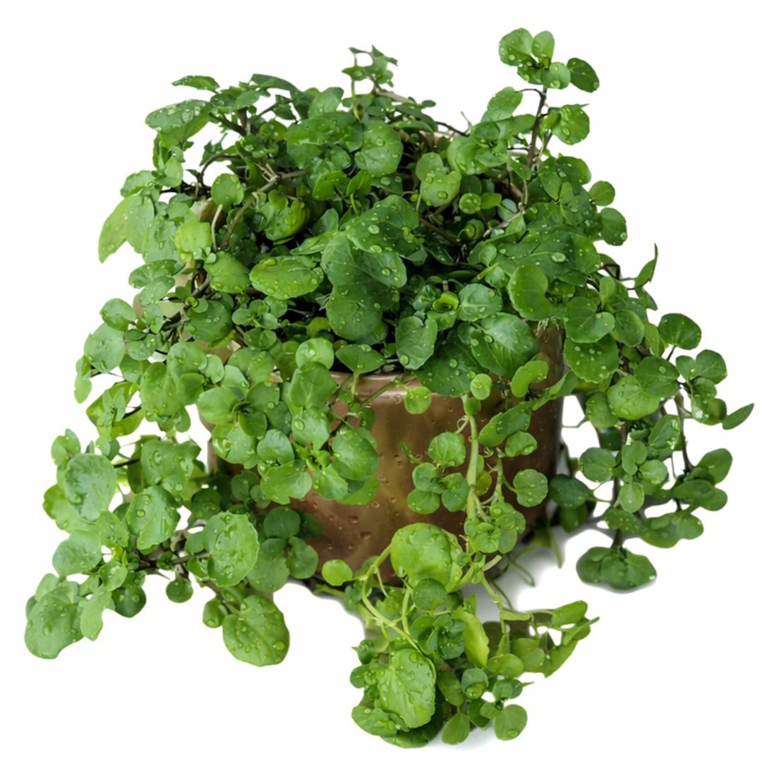 Aqua Large Leaf watercress on a white background.