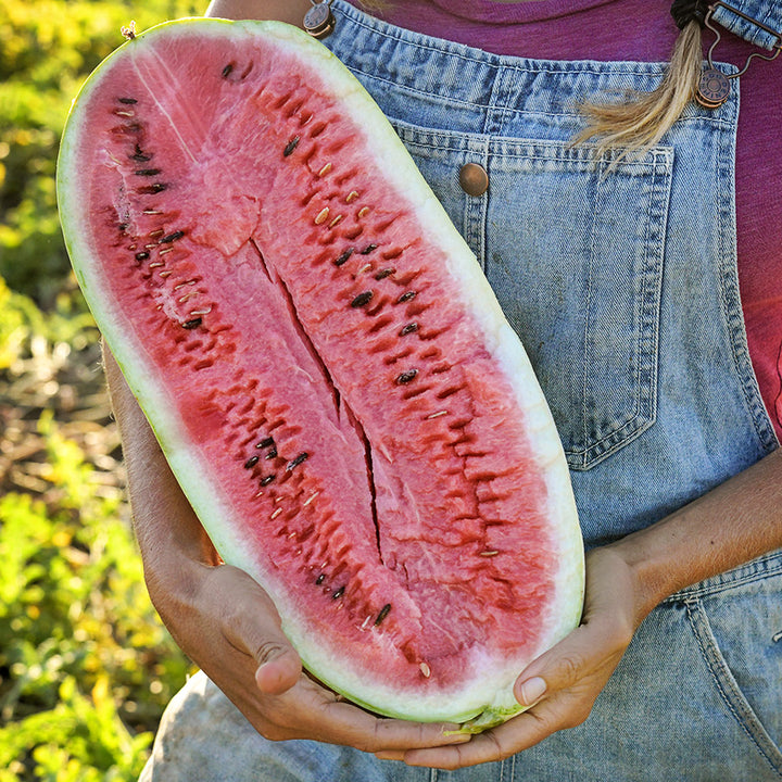 Woman holding a Charleston Gray Watermelon just harvested at the Baker Creek trial farm in California.