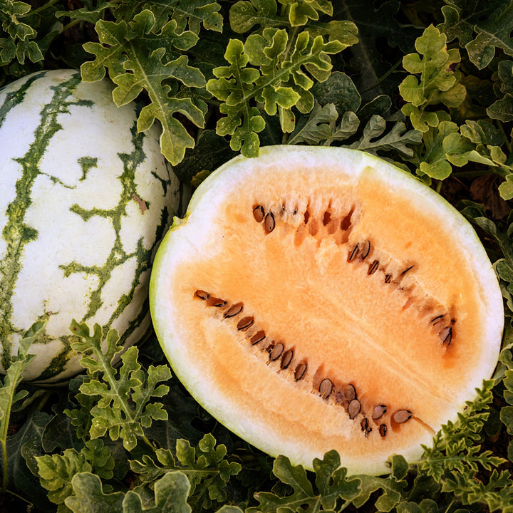 Clay County Yellow Meat Watermelon fresh cut in the fields of the Baker Creek trial farm in California.