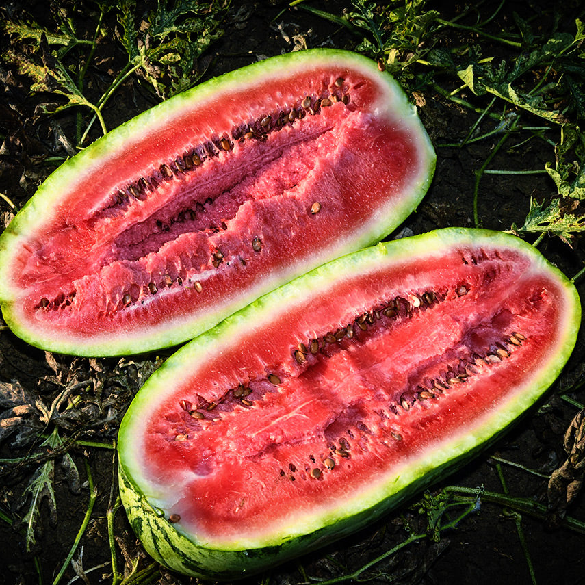 A freshly cut open Kurobe Watermelon revels deep red flesh glistening in the California setting sun.