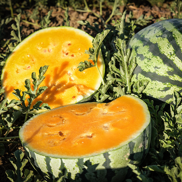 Fresh cut Leelanau Sweetglo Watermelon growing in the field at the Baker Creek trial farm in California.