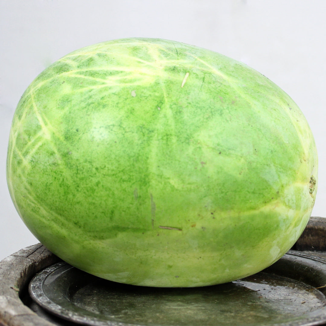 An uncut Refined Sugar Watermelon rests on top of a barrel against a light background.