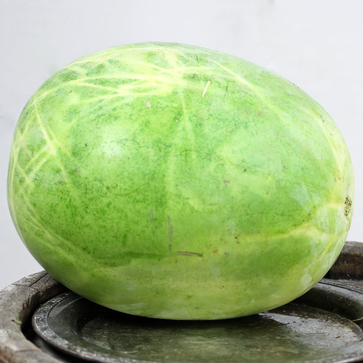 An uncut Refined Sugar Watermelon rests on top of a barrel against a light background.