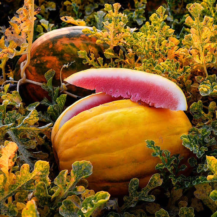 Royal Golden Watermelon freshly sliced in the field showing the yellow foliage on the vine.