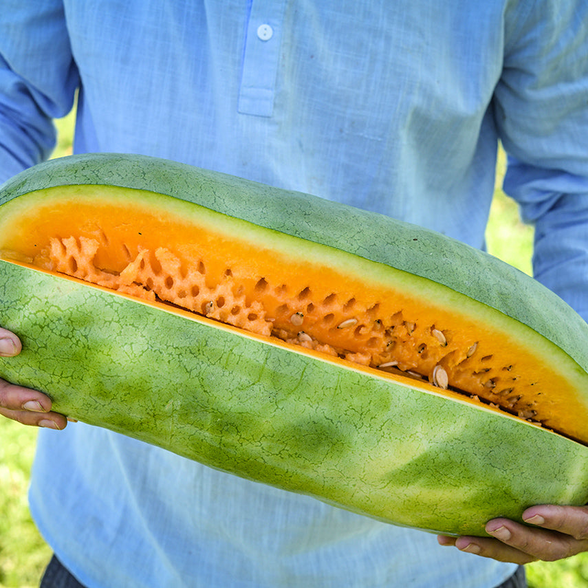 Farmer holding a large Texas Golden Watermelon at the Baker Creek trial farm in California.