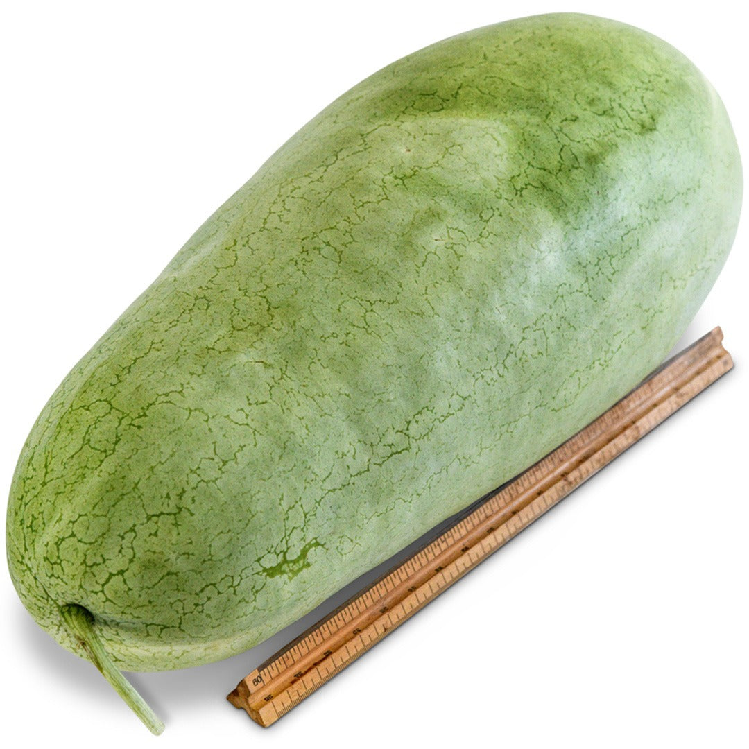 Whole Ali Baba Watermelon next to a ruler to show size on a white background.