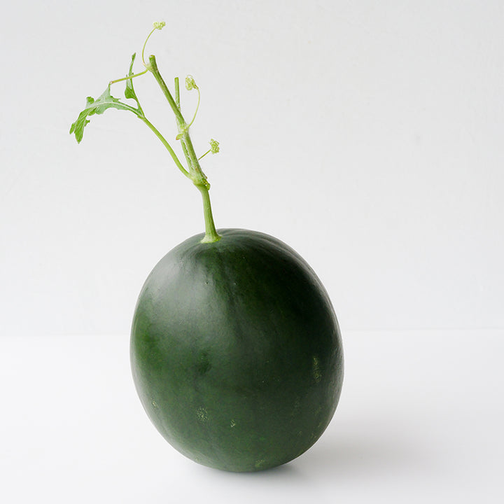 Black Jewel Watermelon with steam and leaves on white background.