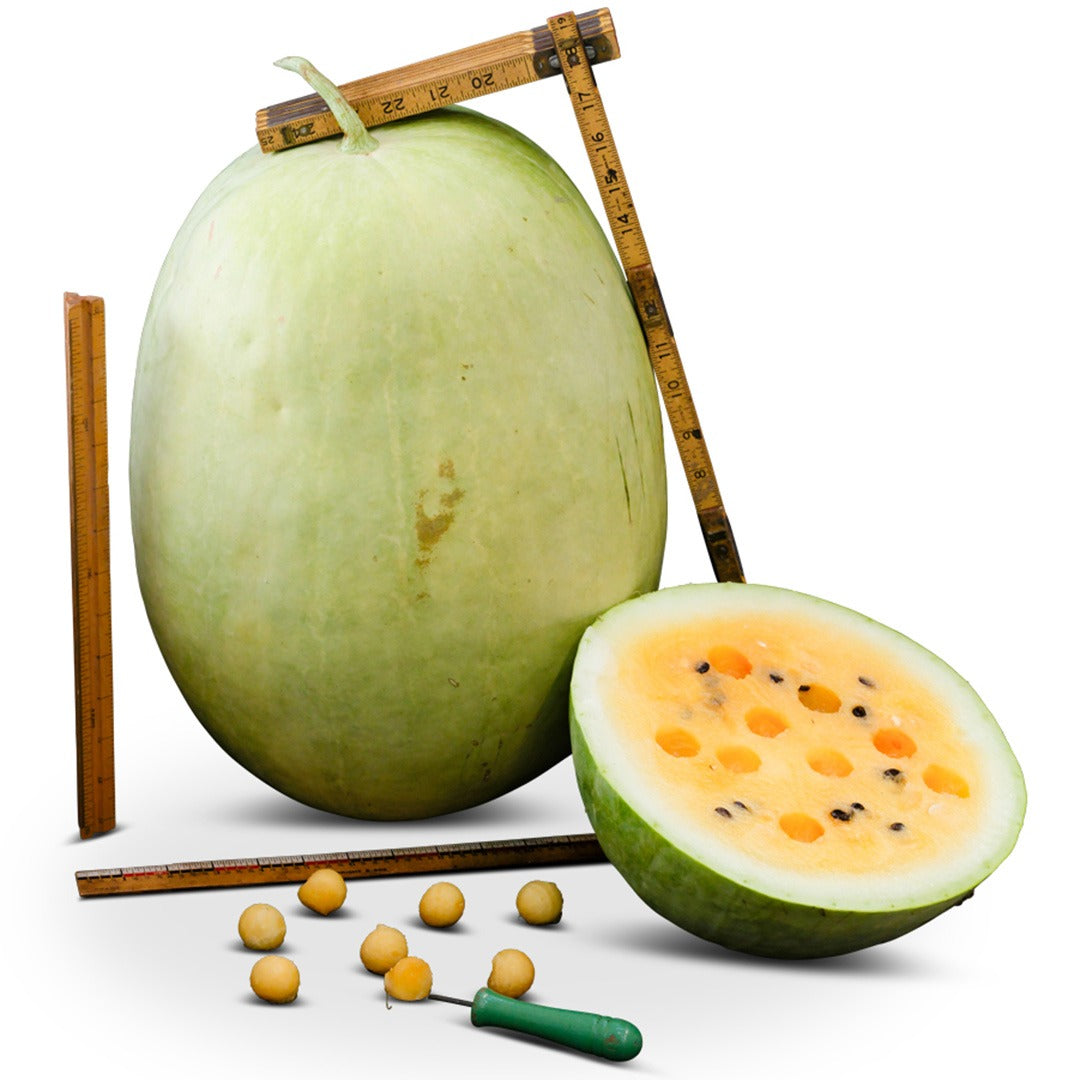 Halved Desert King Watermelon next to a whole watermelon with measuring stick to show size on a white background.