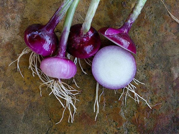 Onion Seeds, Wethersfield Red