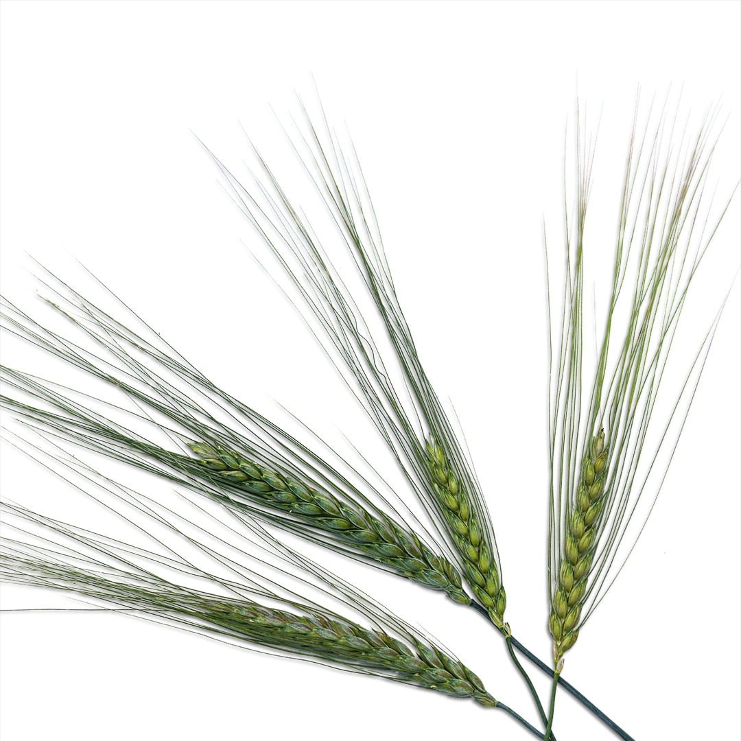 An overhead view of Blue Ethiopian Emmer Wheat on a white background.