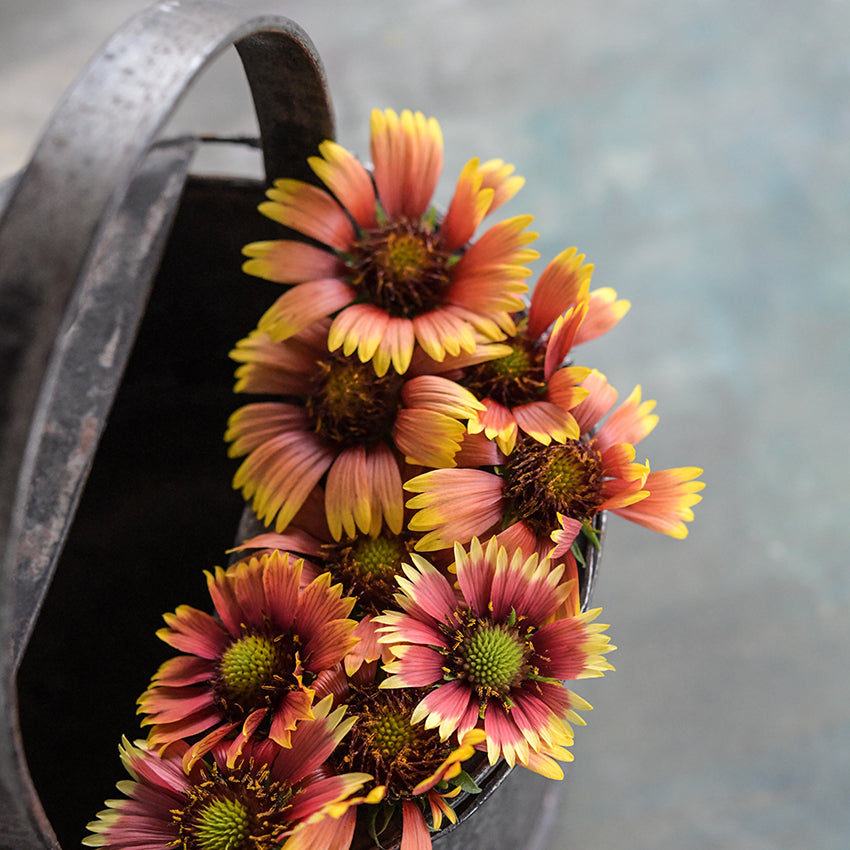 Indian Blanket blooms in metal bucket.