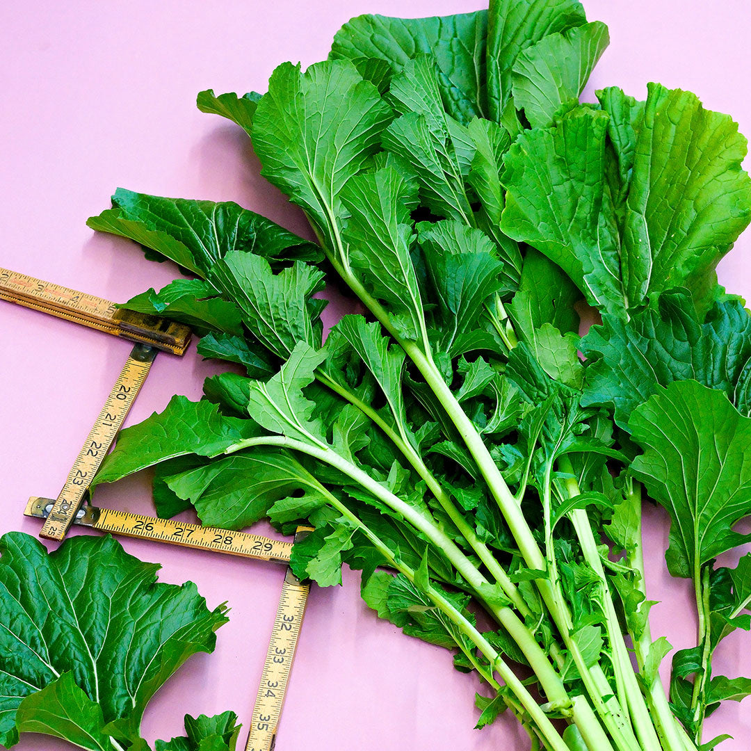 Japanese Snow Green leaves resting on a bright pink background with a ruler.
