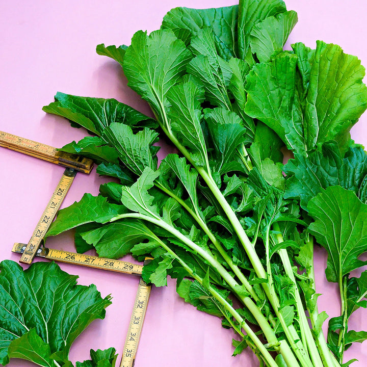 Japanese Snow Green leaves resting on a bright pink background with a ruler.
