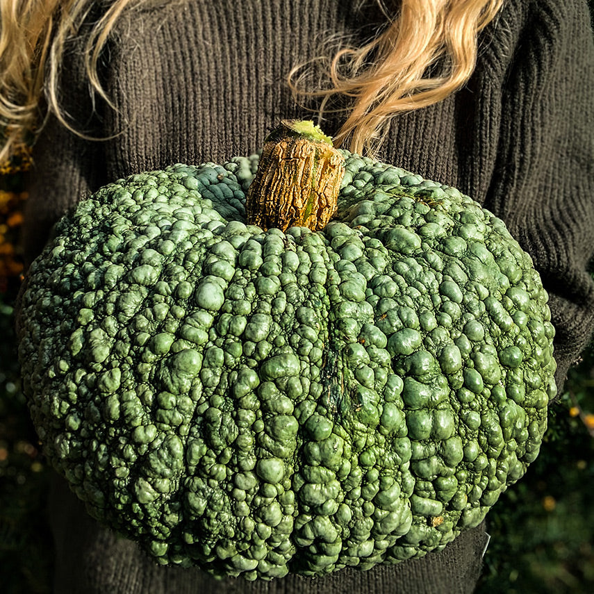 Woman holding a Buen Gusto de Horno Winter Squash in the autumn sun. Image by Lucy Hutchins.